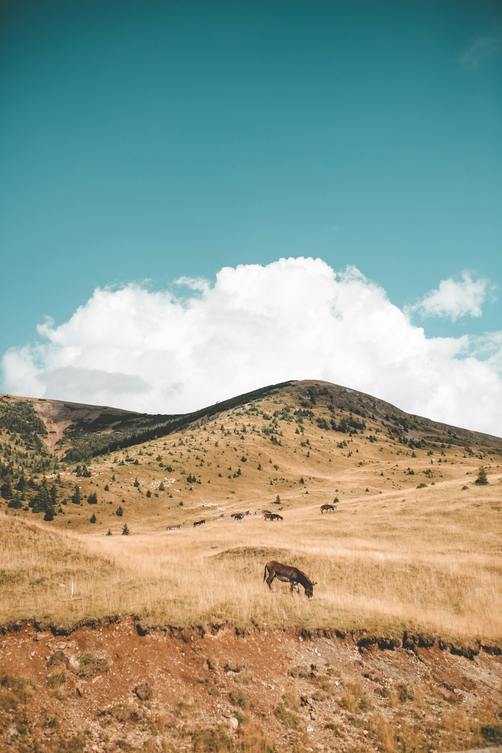 brown horse grazing on plains at daytime