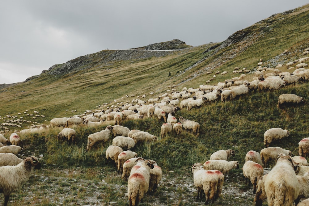 herd of sheep on grass field