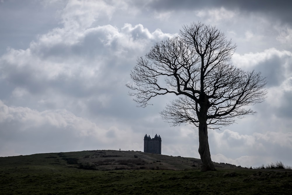 bare tree under cloudy sky