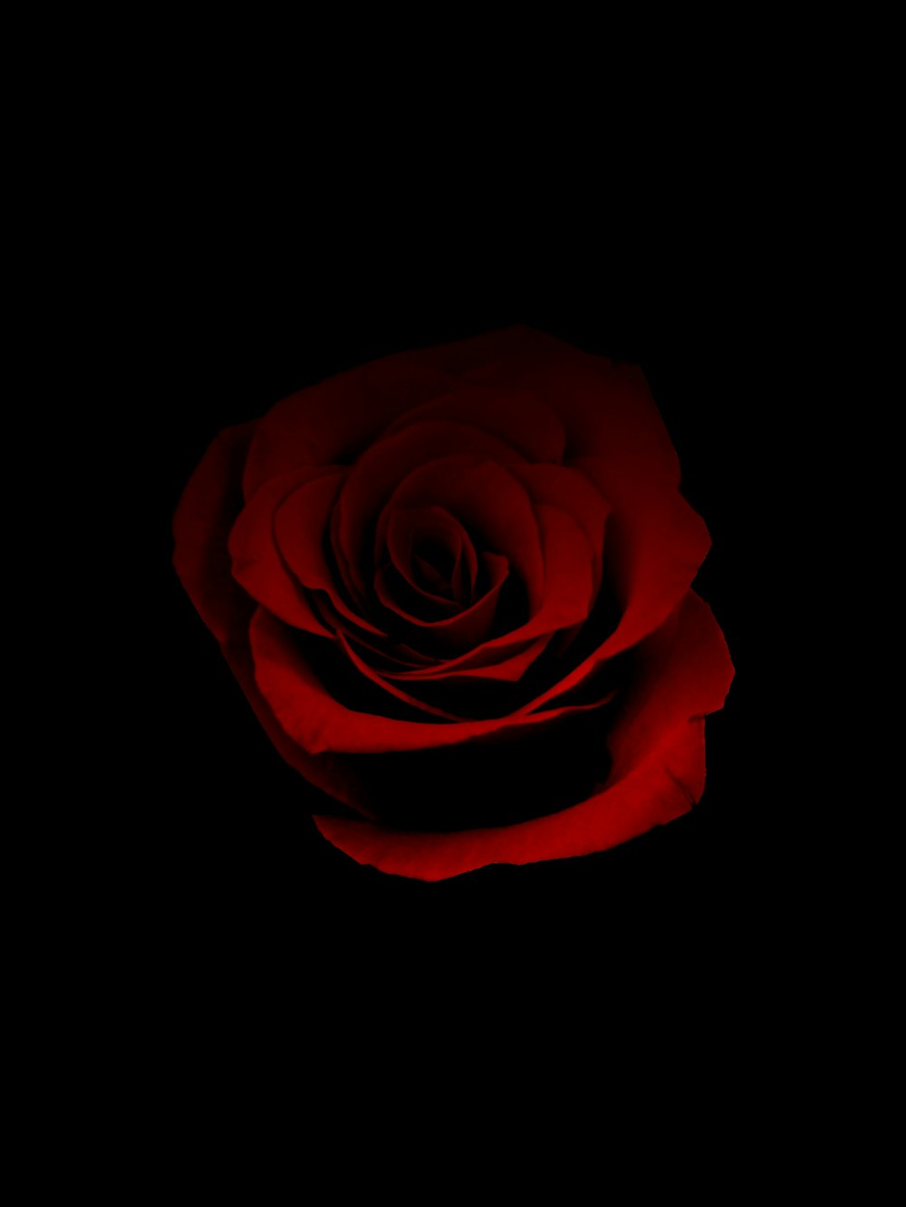 red rose photograph