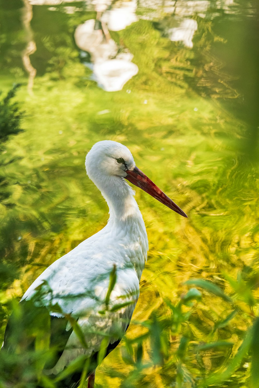 white bird close-up photography