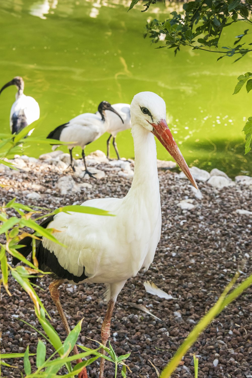 white and black bird