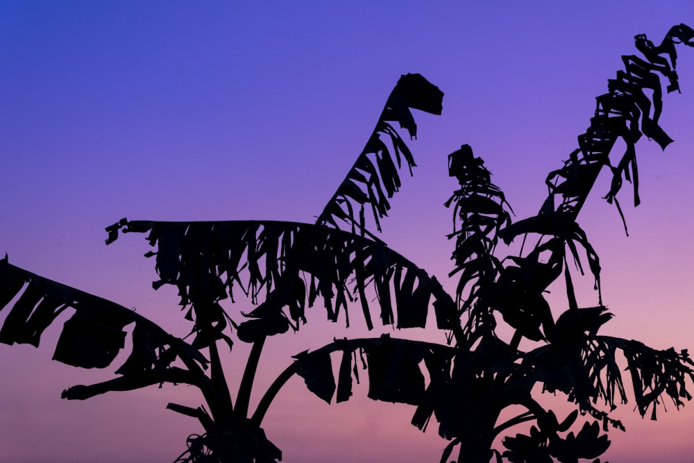 banana tree silhouette during sunset