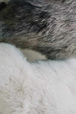 A close-up view of two different types of fur textures. The top portion features dark, dense, and slightly coarse fur, while the bottom portion displays light-colored, soft, and fluffy fur. The image captures the intricate details and variations in color and texture between the two types of fur.