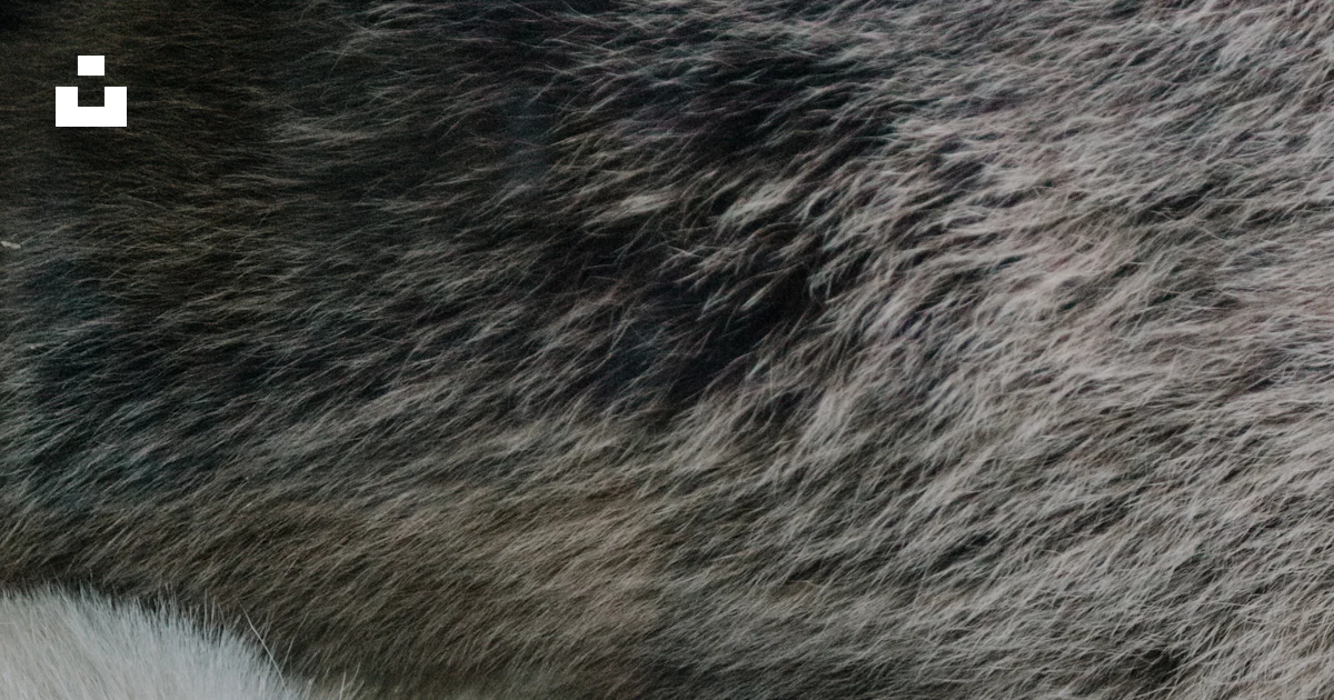 Translucent Fur A close up of the fur of a polar bear photo – Free Grey Image on Unsplash
