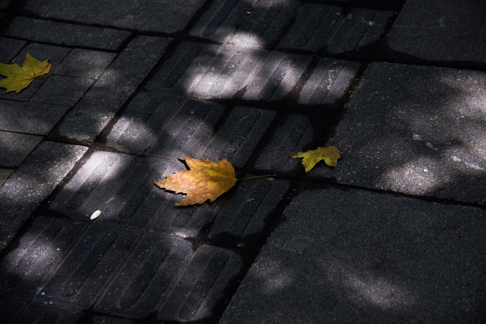 yellow maple leaf