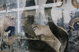 A collection of taxidermy animals displayed in a museum setting. The scene includes a deer and large antlered animals, set against a backdrop with forest imagery. Various other animal exhibits are visible in the reflection.