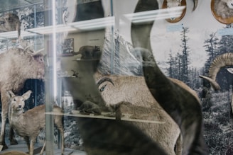 A collection of taxidermy animals displayed in a museum setting. The scene includes a deer and large antlered animals, set against a backdrop with forest imagery. Various other animal exhibits are visible in the reflection.