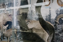 A collection of taxidermy animals displayed in a museum setting. The scene includes a deer and large antlered animals, set against a backdrop with forest imagery. Various other animal exhibits are visible in the reflection.