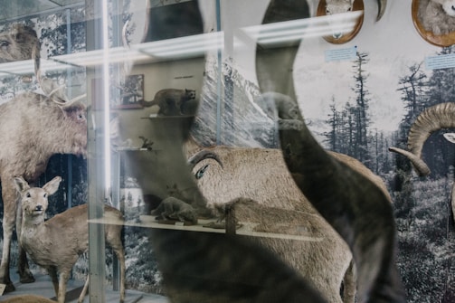 A collection of taxidermy animals displayed in a museum setting. The scene includes a deer and large antlered animals, set against a backdrop with forest imagery. Various other animal exhibits are visible in the reflection.