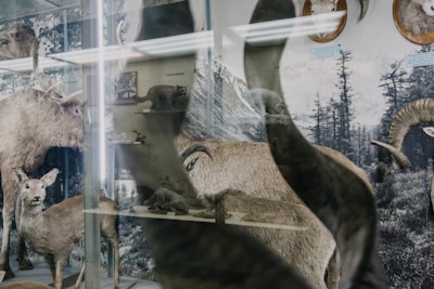 A collection of taxidermy animals displayed in a museum setting. The scene includes a deer and large antlered animals, set against a backdrop with forest imagery. Various other animal exhibits are visible in the reflection.