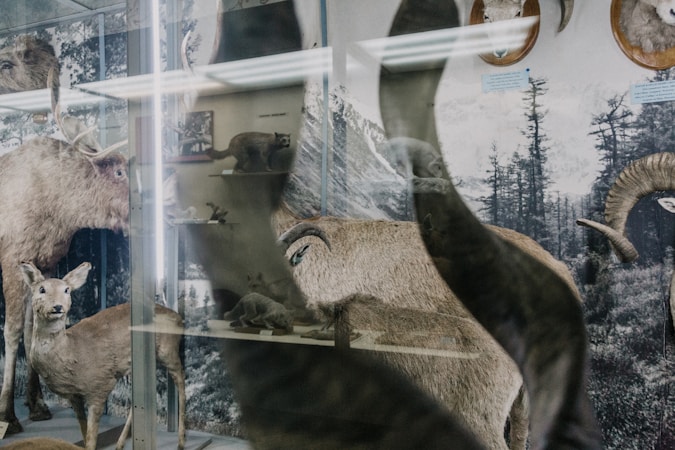 Exploring British Wildlife Through Art and Photography