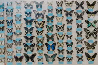 A beautifully mounted butterfly specimen displayed in a wooden frame.