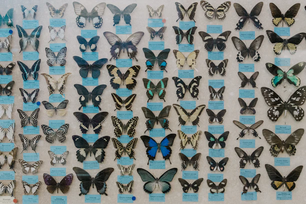 A beautifully mounted butterfly specimen displayed in a wooden frame.