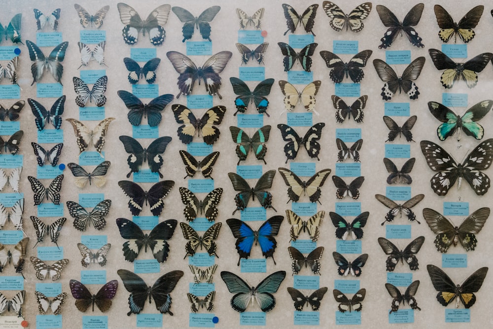 assorted butterflies on wall
