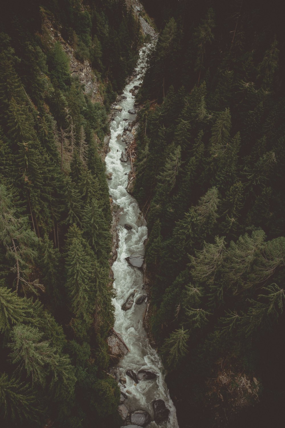 fiume tra gli alberi