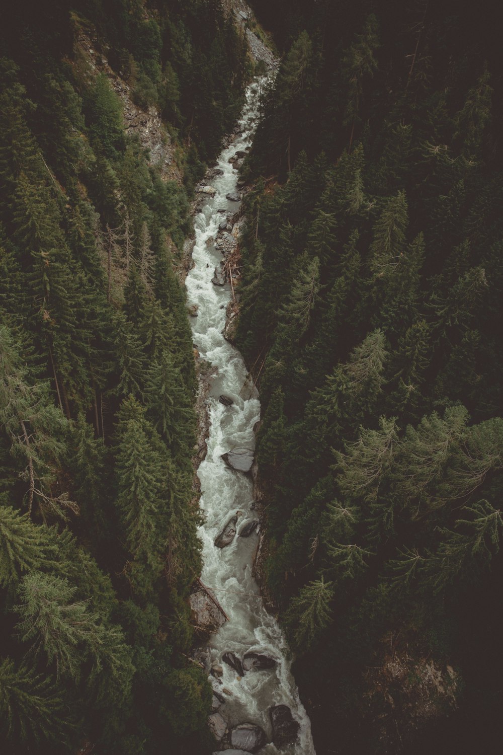 river between trees
