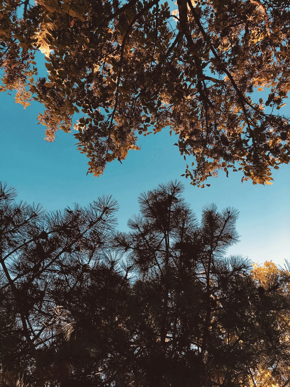 fotografia de baixo ângulo de árvores de folhas verdes sob o céu azul e branco durante o dia