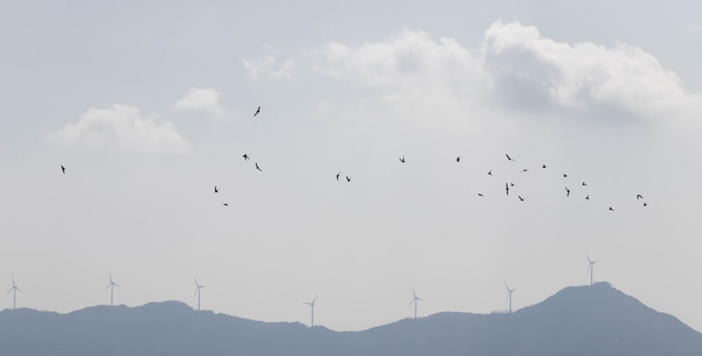 birds flying over hill