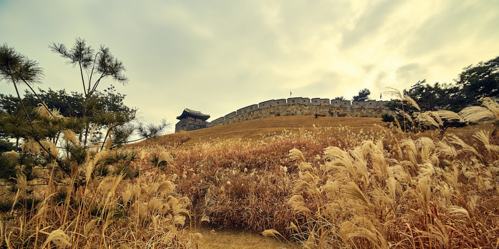 brown grass field