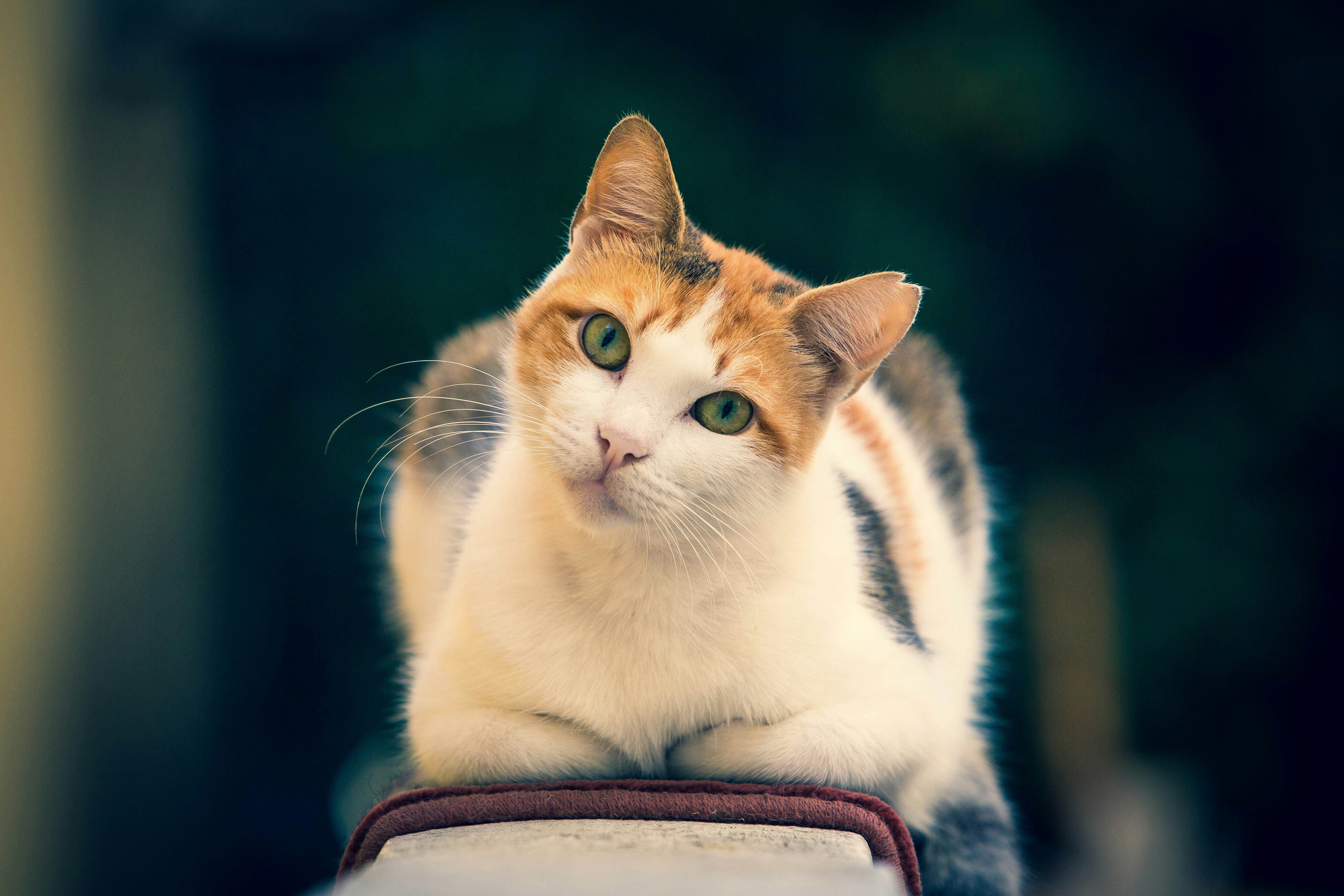 赤い布の上に横たわる三毛猫ねこネコ猫の写真 Unsplashで見つける茶色の無料写真