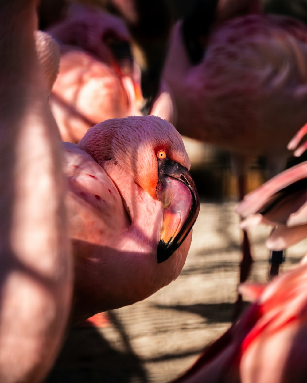 fotografia de flamingo