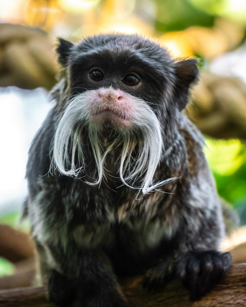 black and white monkey on wooden surface