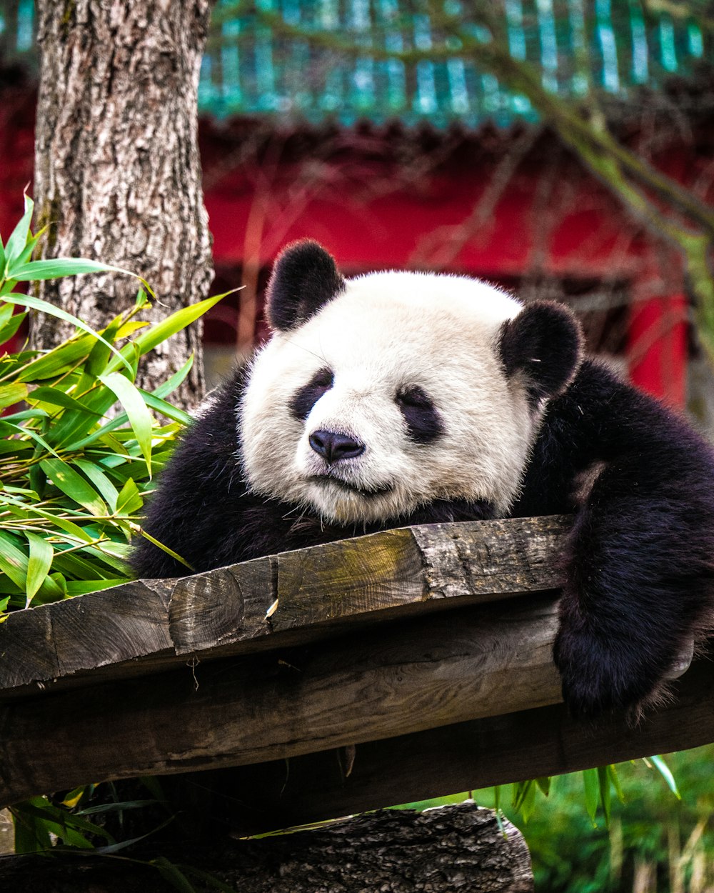 Pandabär auf grauem Brett in der Nähe von grüner Pflanze