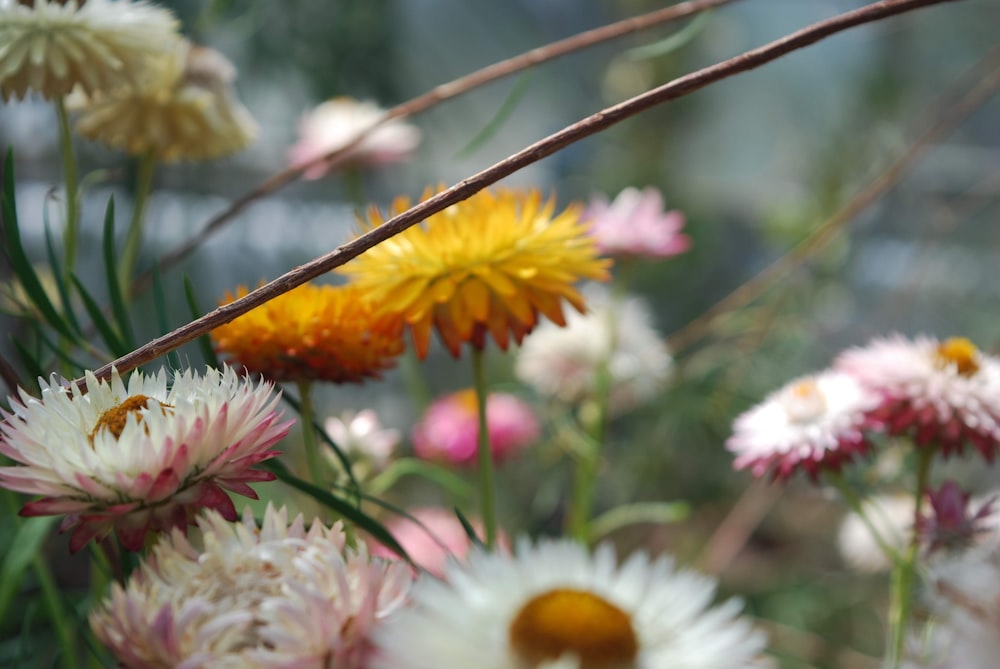 macro photography of white and orange gerbera daisy flowers