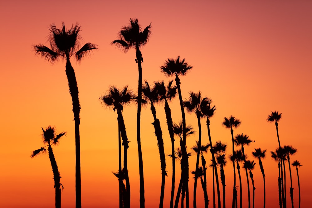 silhouette de palmiers pendant l’heure dorée