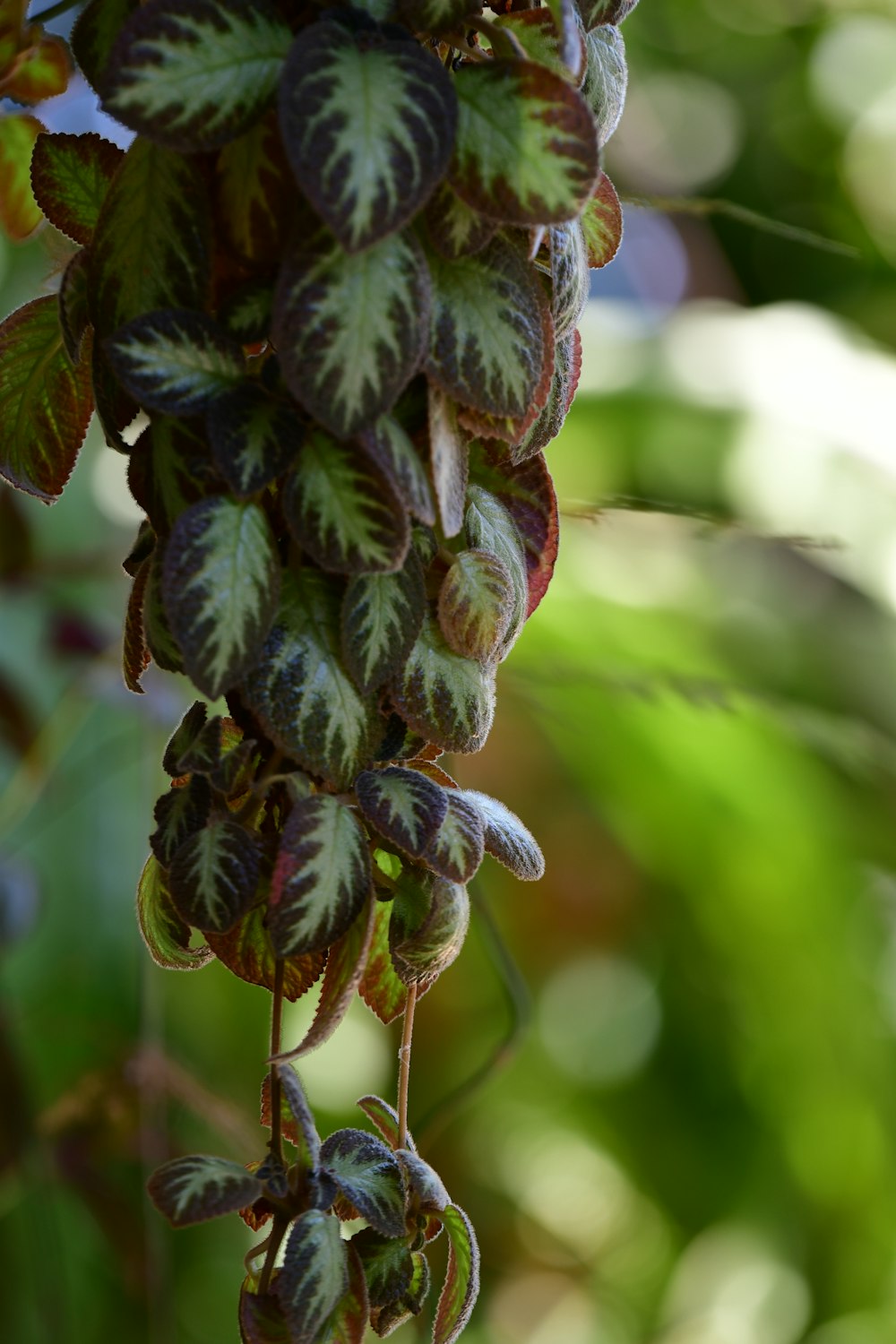 green-leafed plant