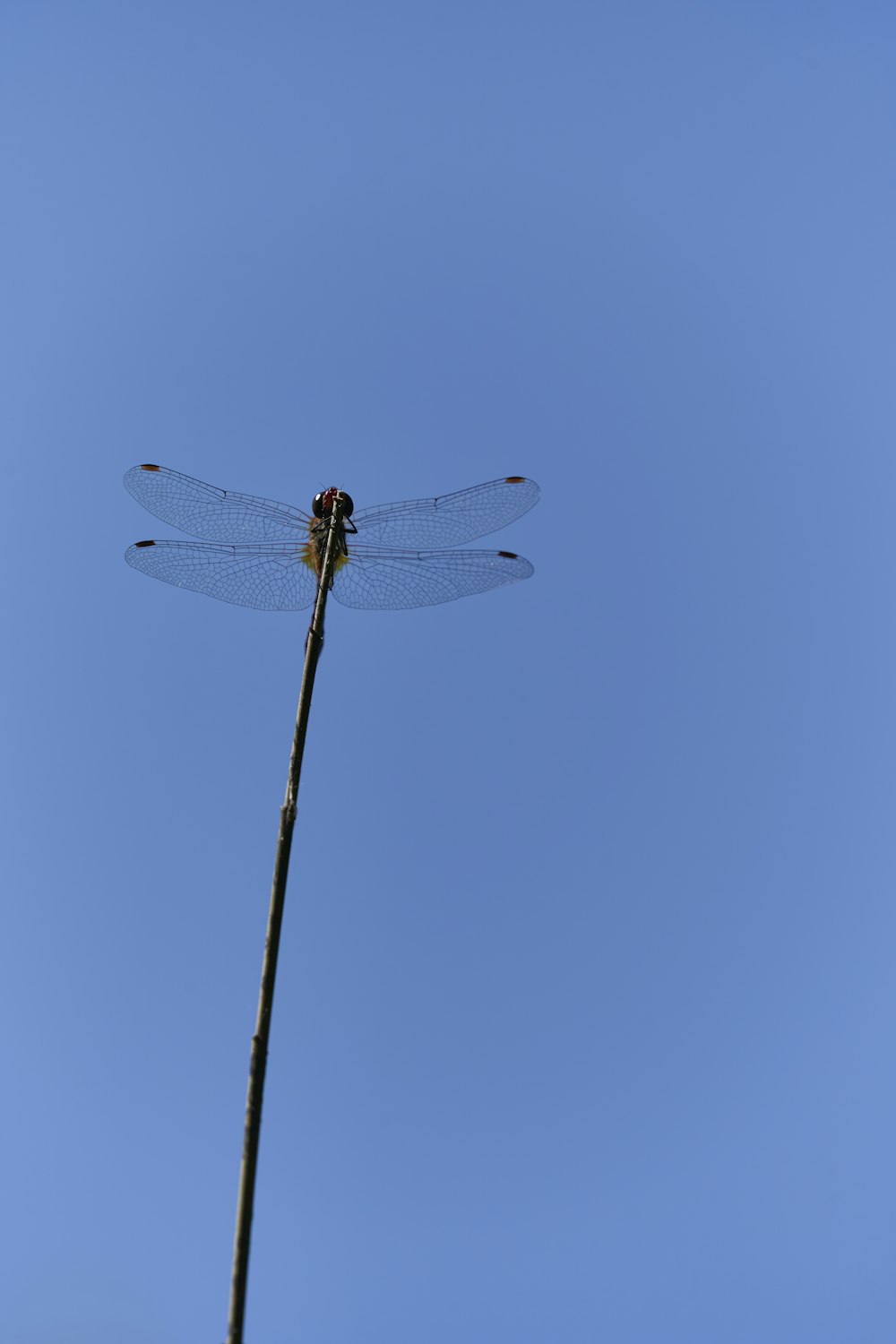 dragonfly on stick