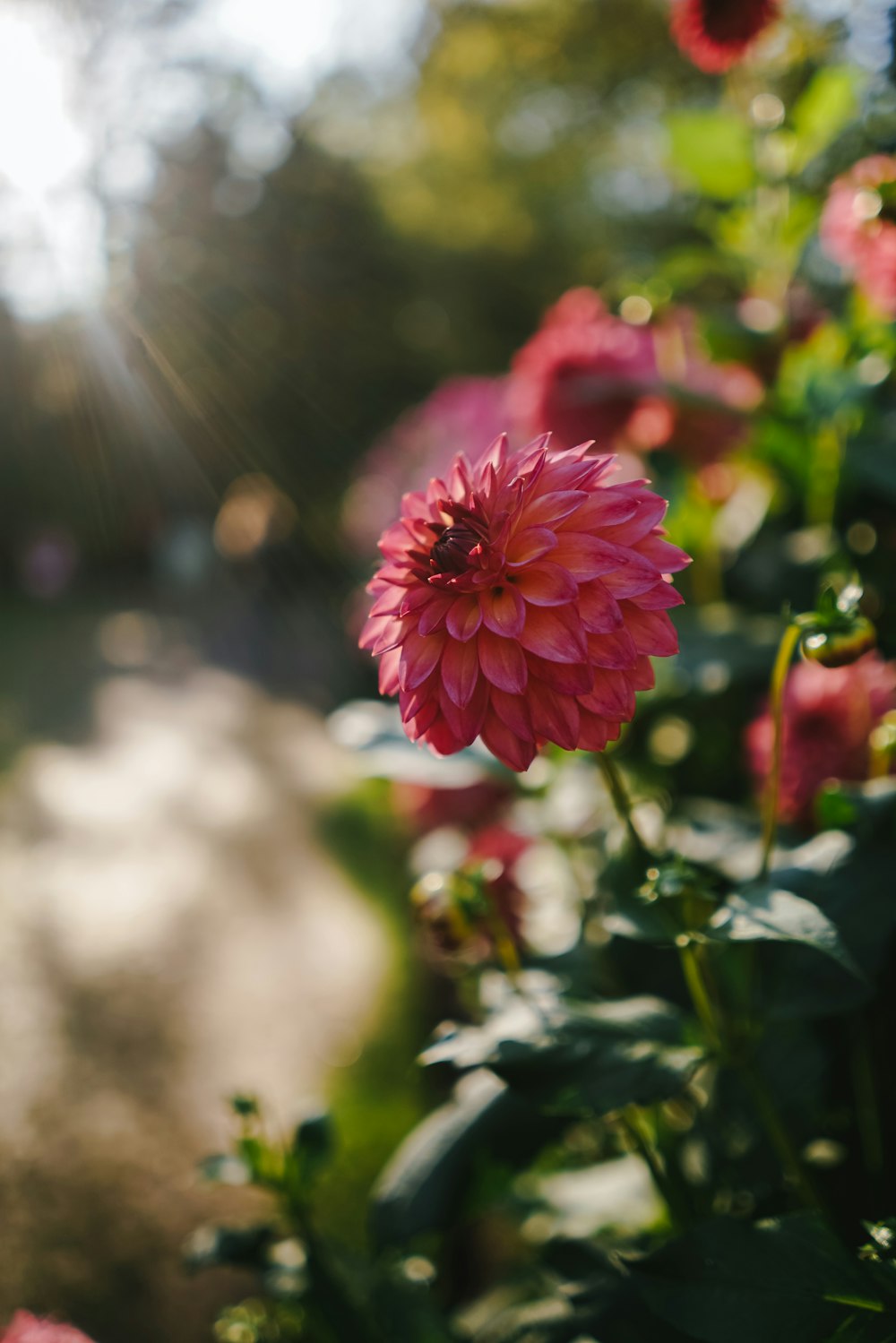 pink daisy