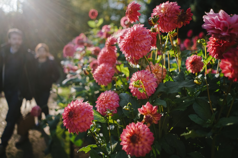 homme et femme debout près des fleurs de chrysanthème rose