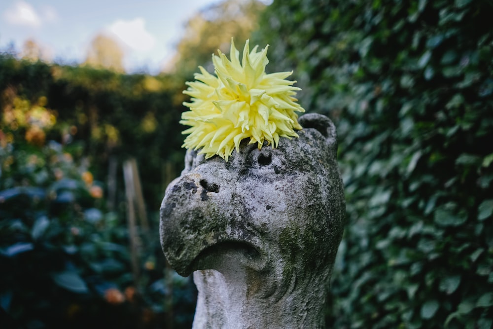 yellow flower on statue