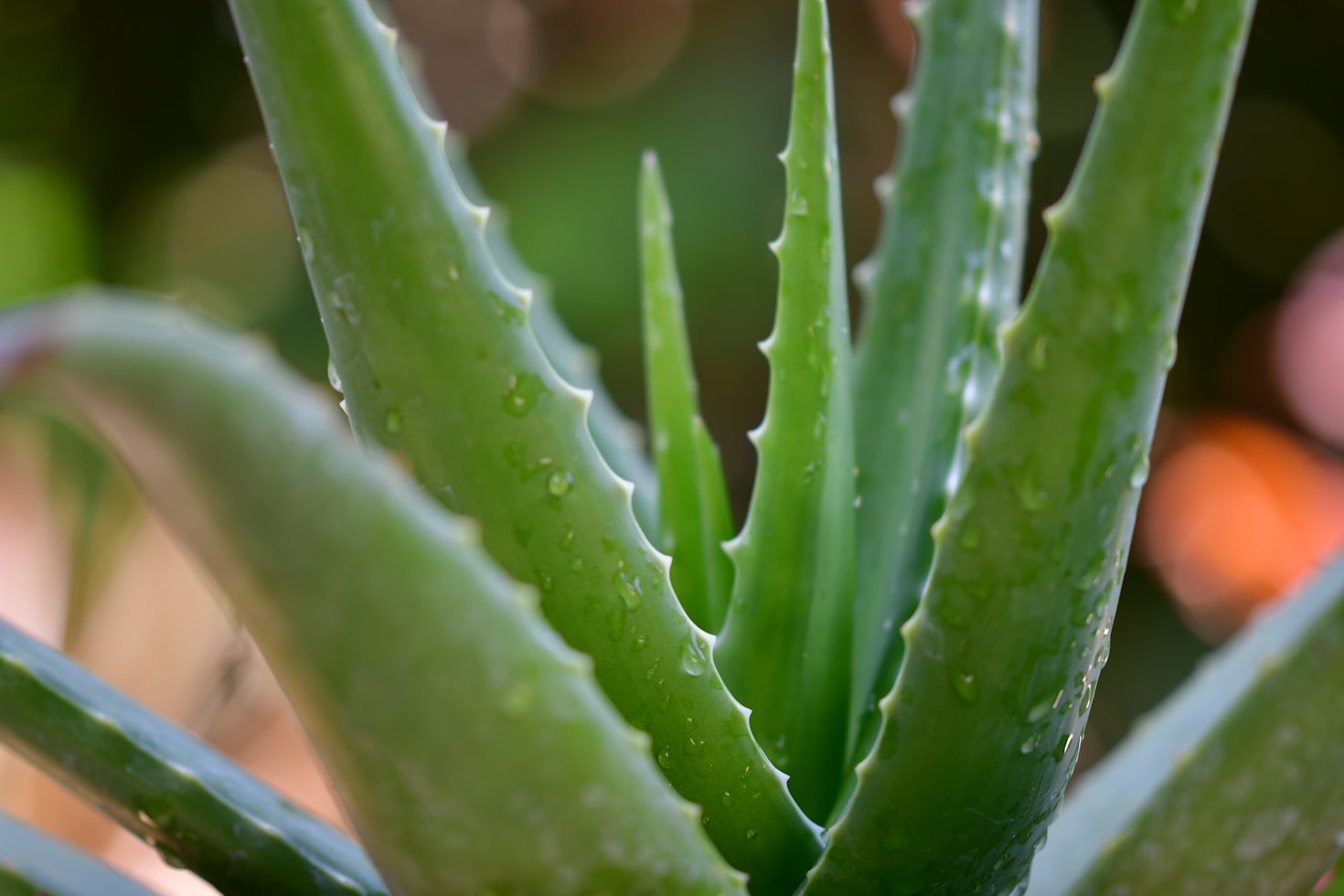 Several leaves of an aloe vera plant.