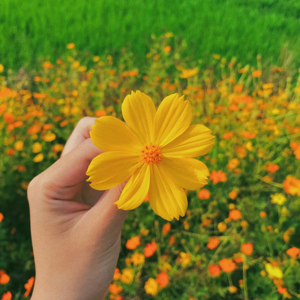 Yellow-petaled flower photo – Free Plant Image on Unsplash