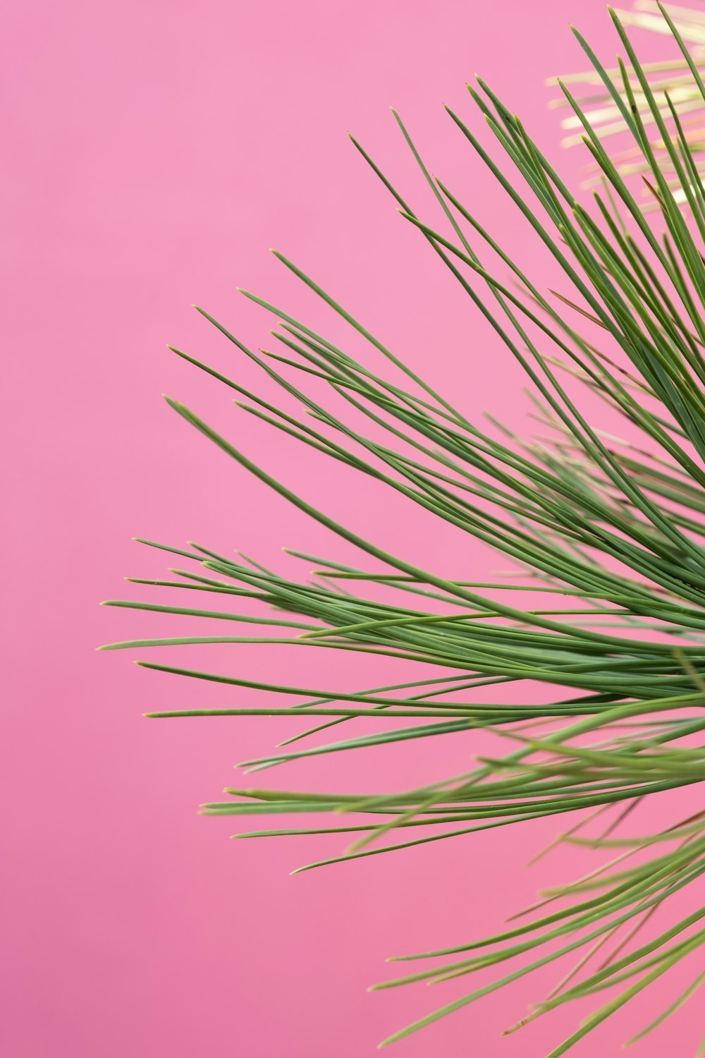 grünblättrige Pflanze auf rosa Hintergrund