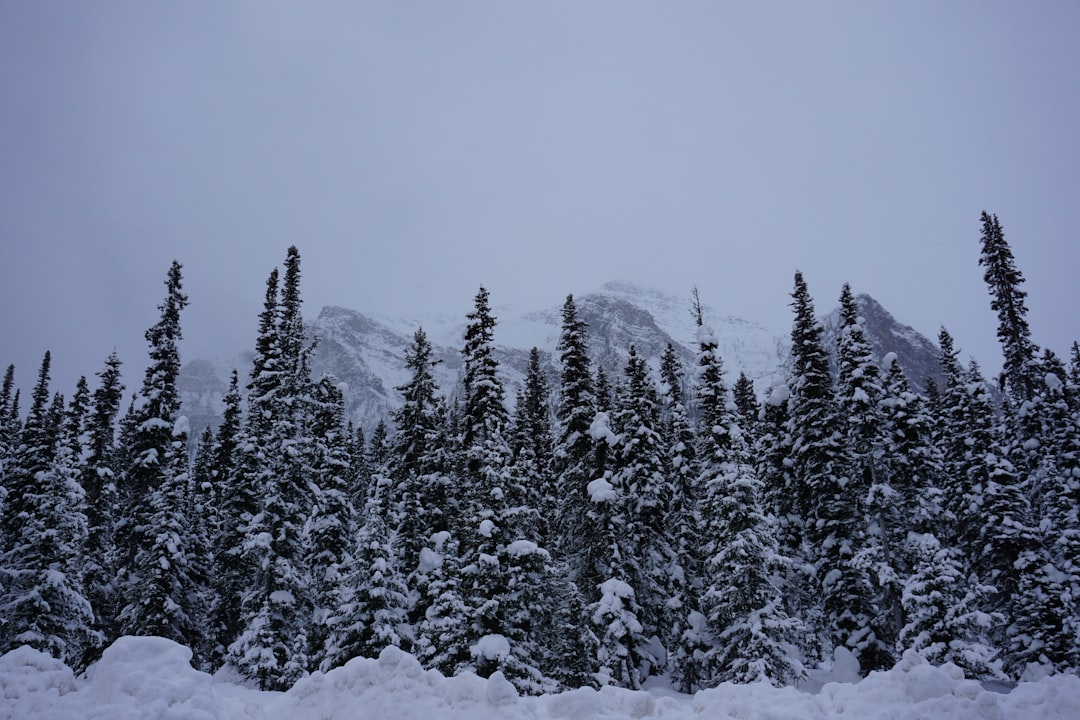 Spruce-fir forest photo spot Banff Moraine Lake