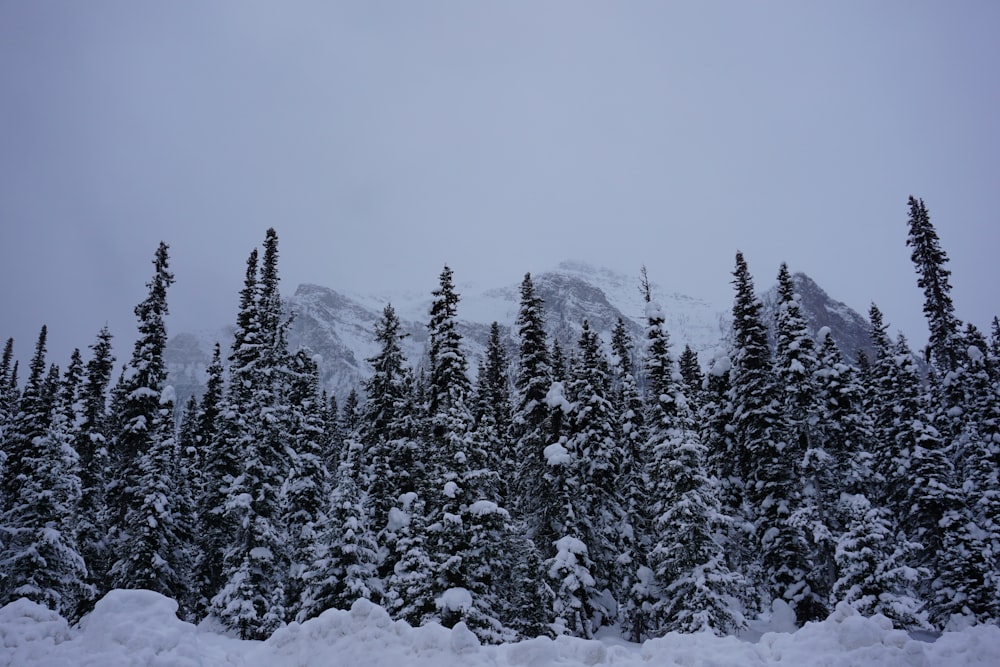 Árboles y montañas cubiertas de nieve