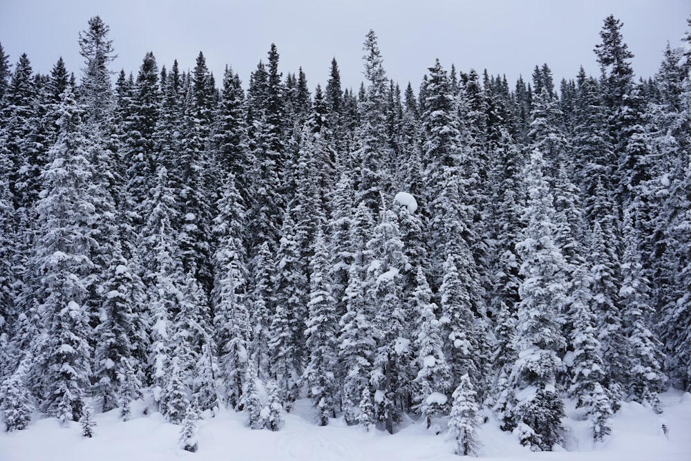 snow covered pine trees during day