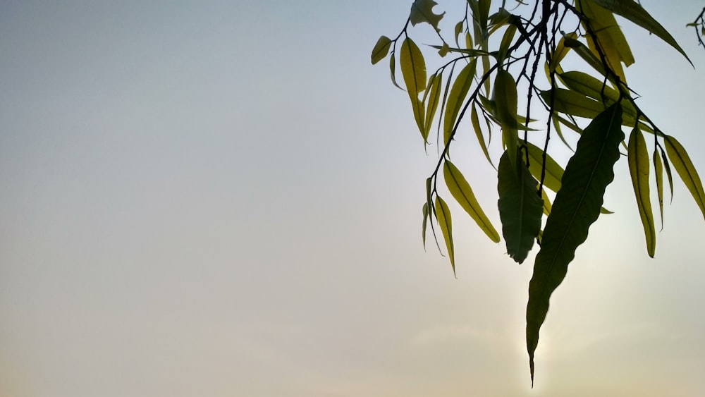 green leaf plant during day