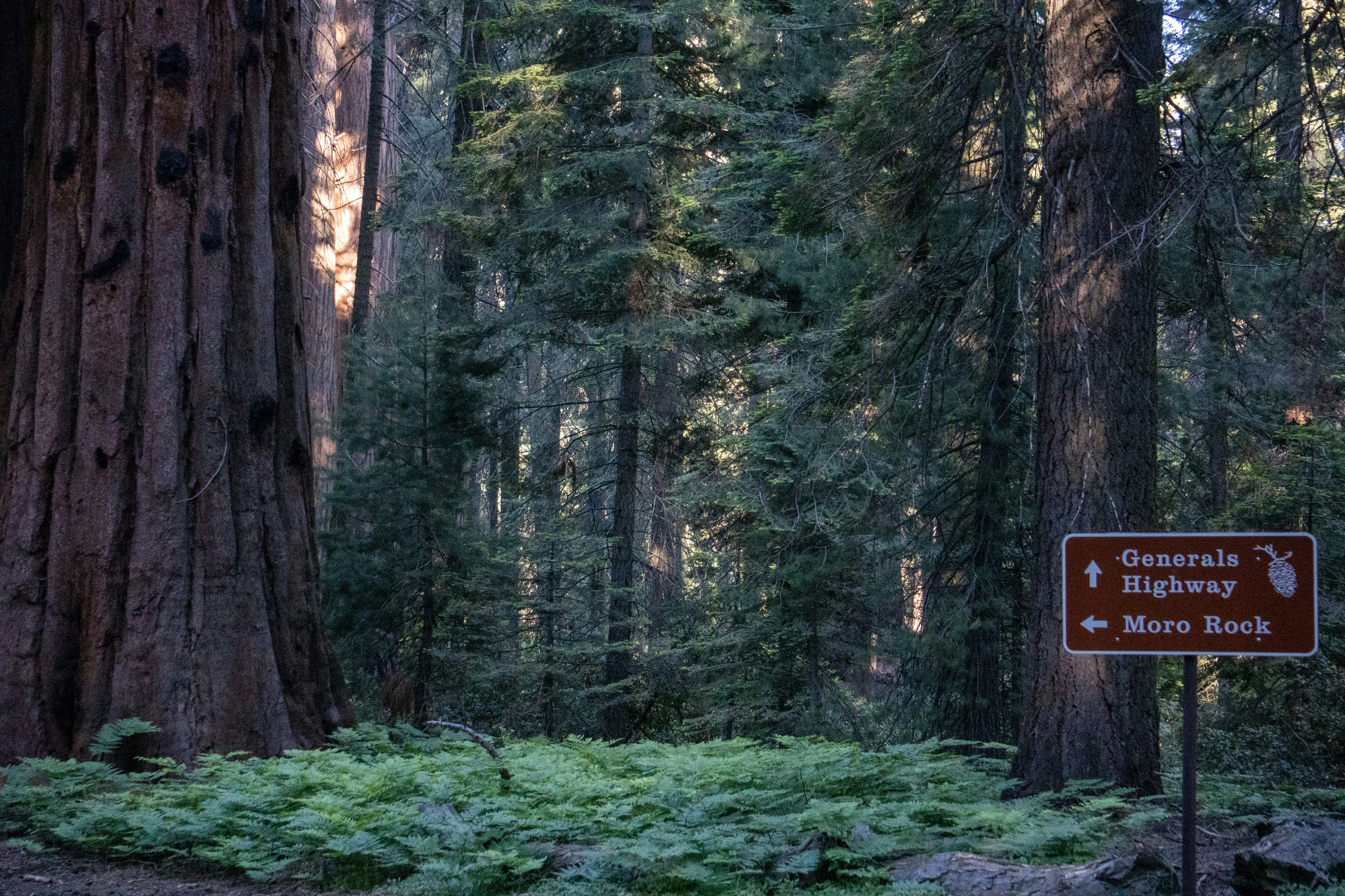 red board signage in the forest