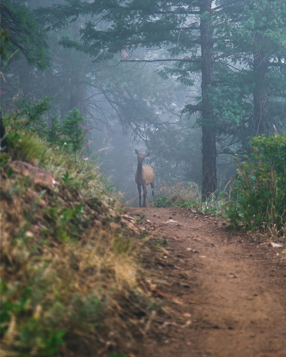 brown deer