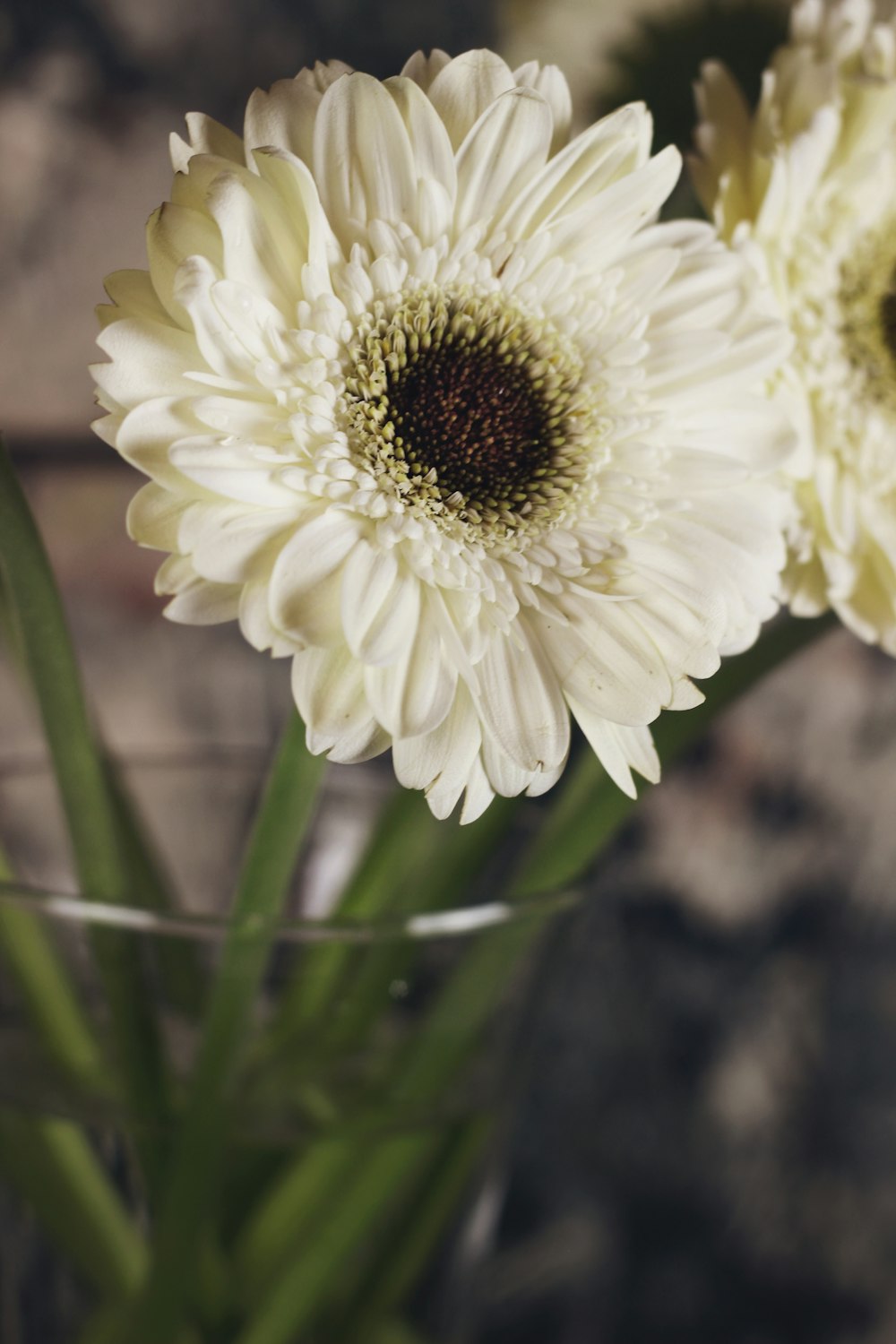 흰색 꽃잎 꽃 클로즈업 사진