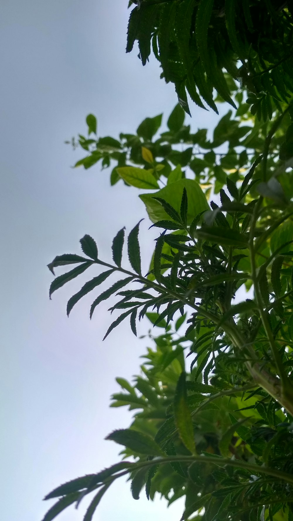green leaves under blue sky