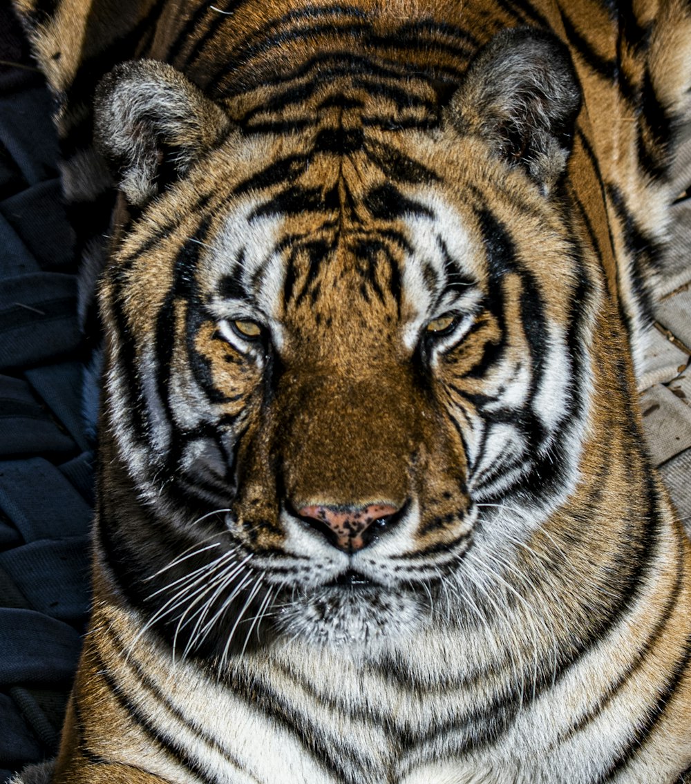 adult tiger