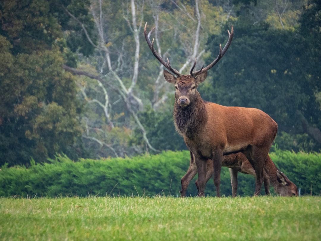 brown deer