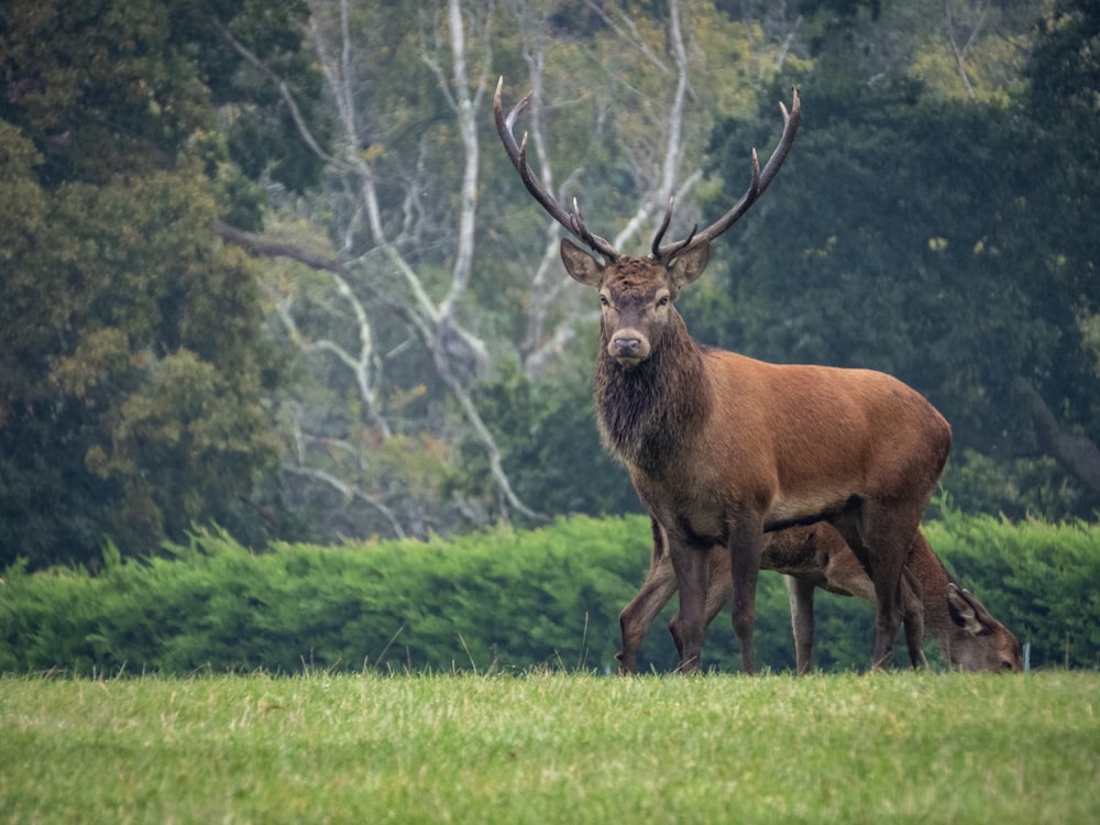 brown deer