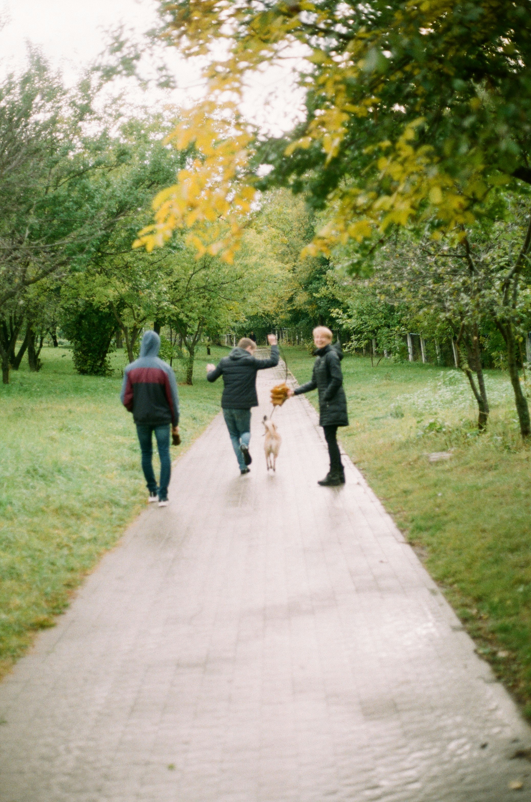 Thee people walking along a pathway between green trees photo – Free ...